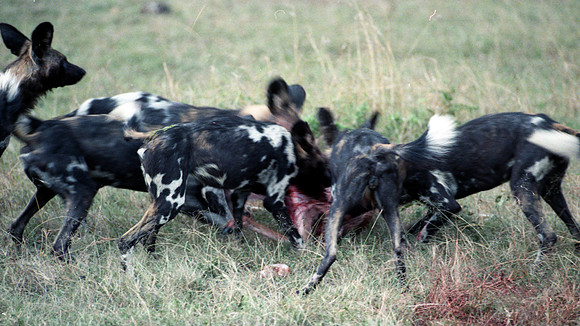 1988 hunting dogs img347