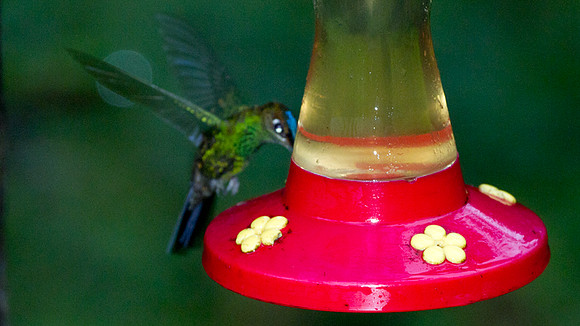 Violet-fronted Brilliant (Heliodoxa leadbeateri)