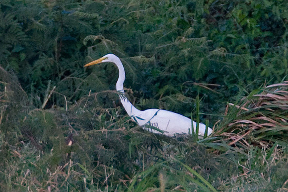 Great Egret (Ardea alba) also known as Great White Egret, Common Egret
