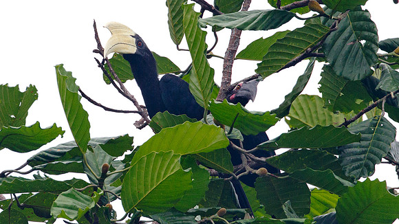 Asian Black Hornbill (Anthracoceros malayanus) male, female