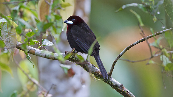 Silver-beaked Tanager (Ramphocelus carbo)
