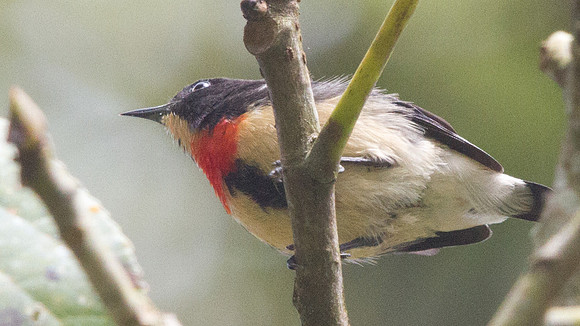 Blood-breasted flowerpecker (Dicaeum sanguinolentum)