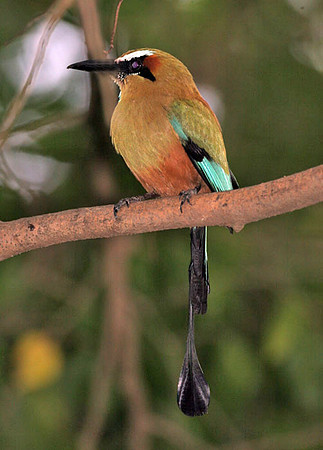 Turquoise-browed Motmot (Eumomota superciliosa)