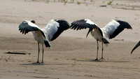 Wood Stork (Mycteria americana)