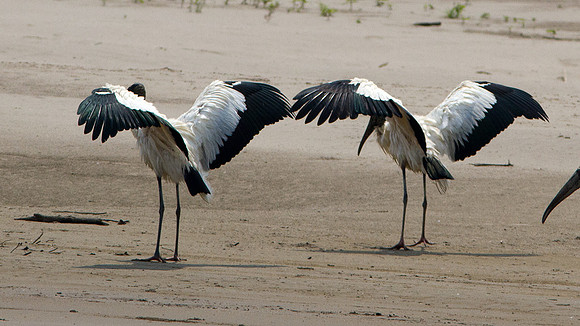 Wood Stork (Mycteria americana)