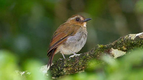 Eyebrowed Jungle Flycatcher (Rhinomyias gularis)