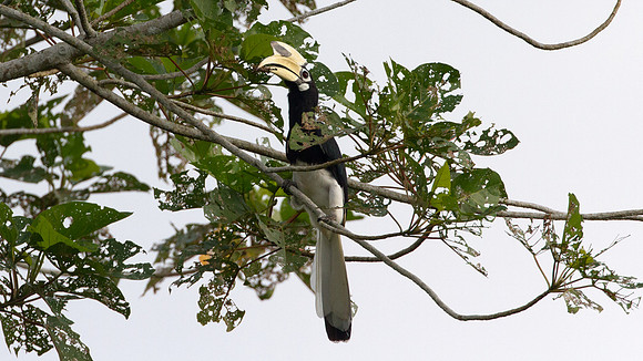 Oriental Pied Hornbill (Anthracoceros albirostris)