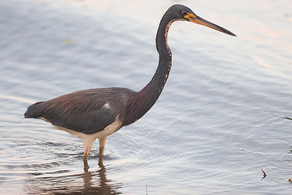 Tricolored Heron (Egretta tricolor)