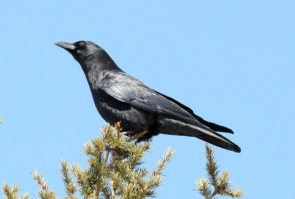 American Crow (Corvus brachyrhynchos)