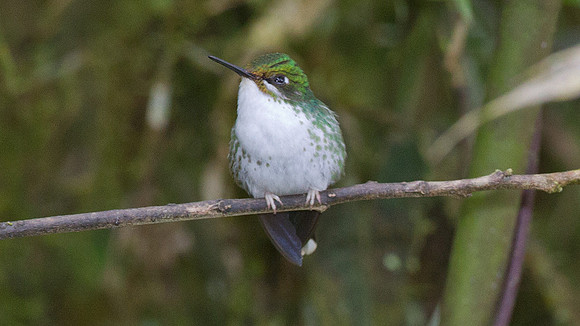 Booted Racket-tail (Ocreatus underwoodii)