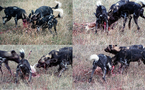 1988 hunting dogs img359-362