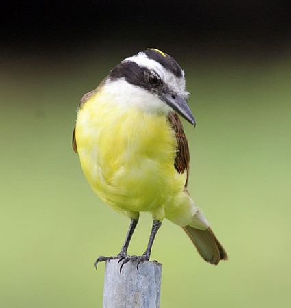Great Kiskadee (Pitangus sulphuratus)
