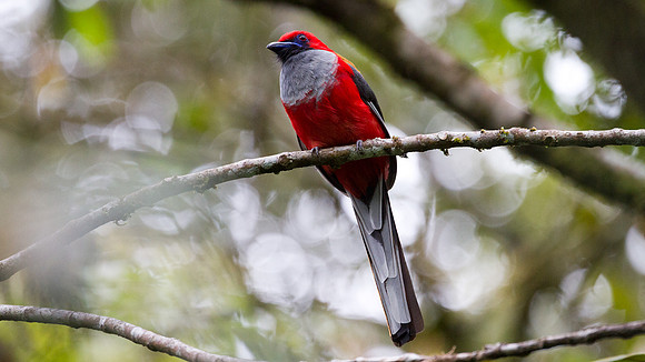 Whitehead's Trogon (Harpactes whiteheadi) male