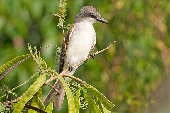 Gray Kingbird (Tyrannus dominicensis)