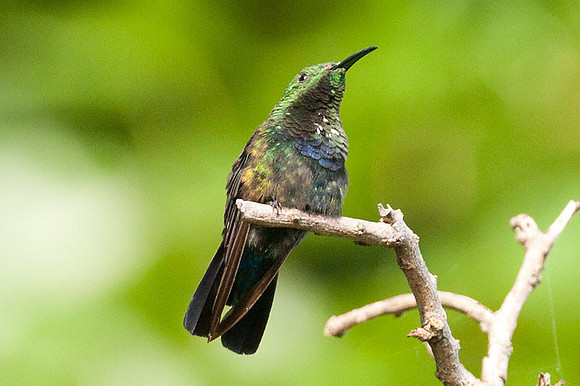 Green-throated Carib (Eulampis holosericeus)