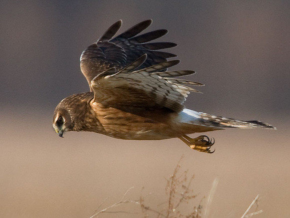 Hen Harrier (Circus cyaneus) immature; or Northern Harrier