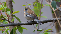 Band-tailed Seedeater (Catamenia analis) - male