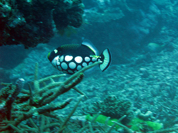 Clown Triggerfish (Balistoides conspicillum)