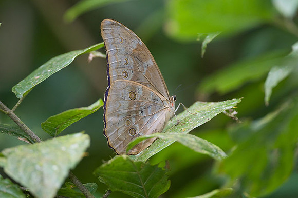 butterfly