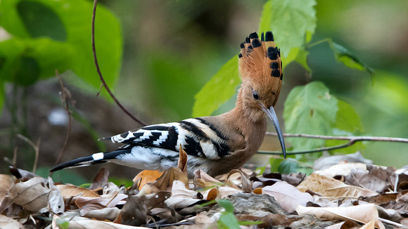 Common Hoopoe (Upupa epops)