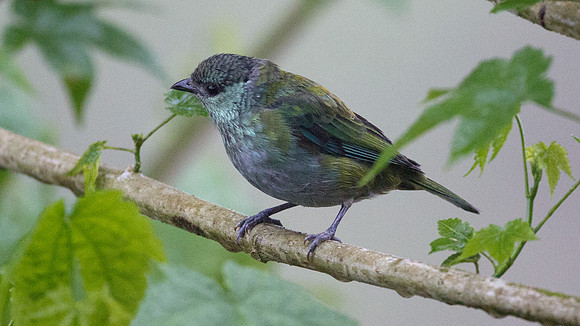 Black-capped Tanager (Tangara heinei)