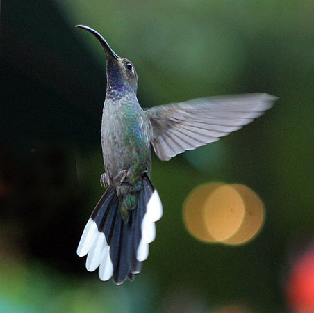 Violet Sabrewing (Campylopterus hemileucurus) female