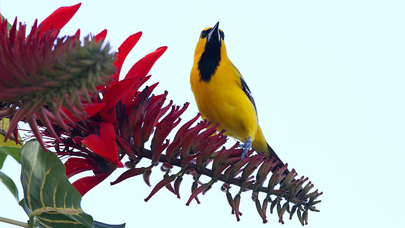 Yellow Oriole (Icterus nigrogularis)