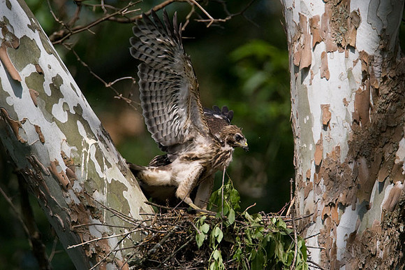 Red-shouldered Hawk (Buteo lineatus) juvenile