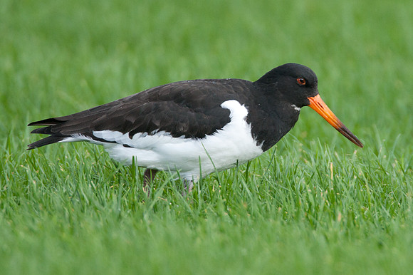 Eurasian Oystercatcher (Haematopus ostralegus) also known as Common Pied Oystercatcher