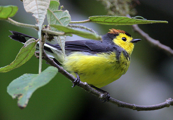 Collared Redstart (Myioborus torquatus)