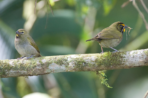 Yellow-faced Grassquit (Tiaris olivaceus) male