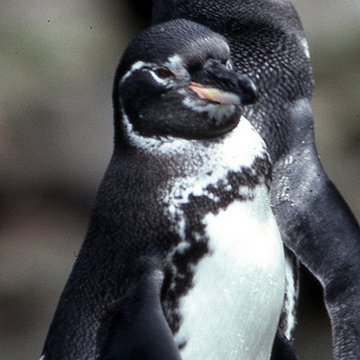 Galápagos Penguin (Spheniscus mendiculus)