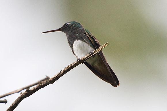 Snowy-bellied Hummingbird (Amazilia edward)