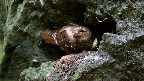 Oilbird (Steatornis caripensis)
