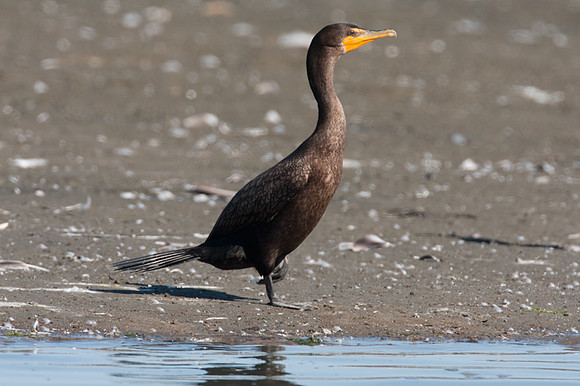 Double-crested Cormorant (Phalacrocorax auritus)