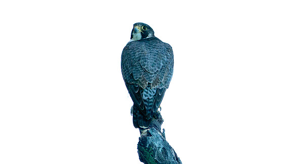 Peregrine Falcon (Falco peregrinus)