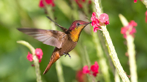 Ruby-topaz Hummingbird (Chrysolampis mosquitus) male