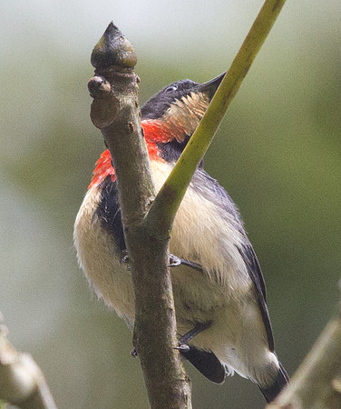 Blood-breasted flowerpecker (Dicaeum sanguinolentum)