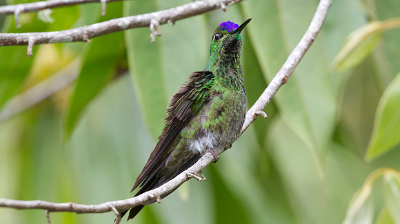 Violet-fronted Brilliant (Heliodoxa leadbeateri)