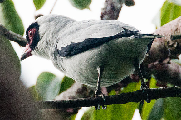 Masked Tityra (Tityra semifasciata) male