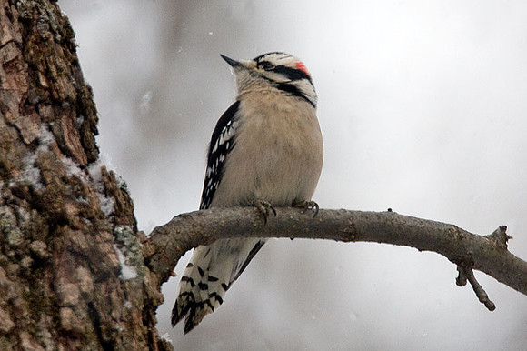 Downy Woodpecker (Picoides pubescens) male