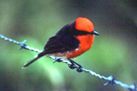 Vermilion Flycatcher (Pyrocephalus rubinus) male