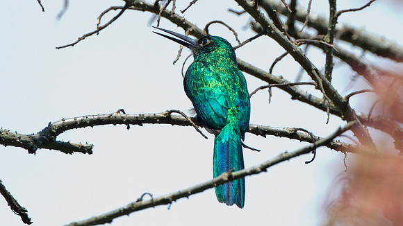 Bluish-fronted Jacamar (Galbula cyanescens)