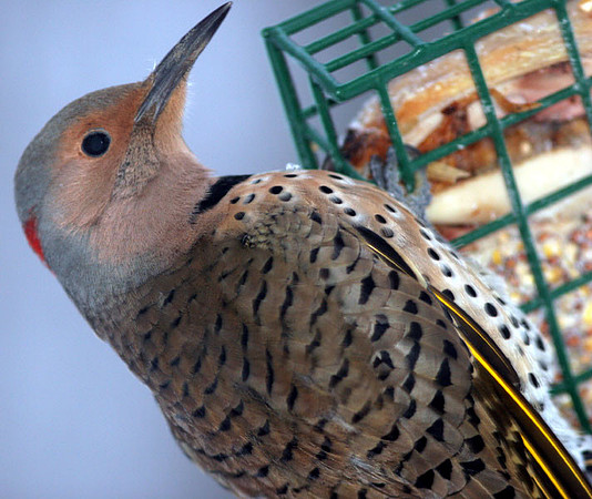 Northern Flicker (Yellow-shafted) (Colaptes auratus)