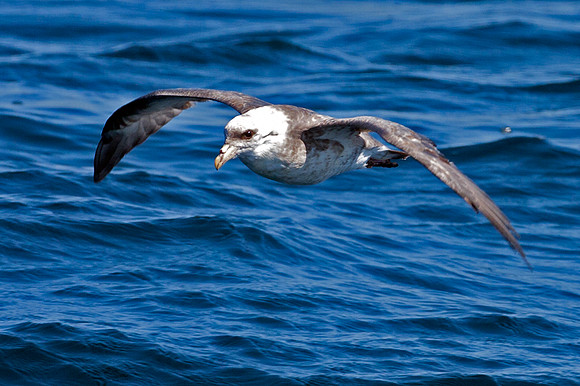 Northern Fulmar (Fulmarus glacialis) also known as Arctic Fulmar