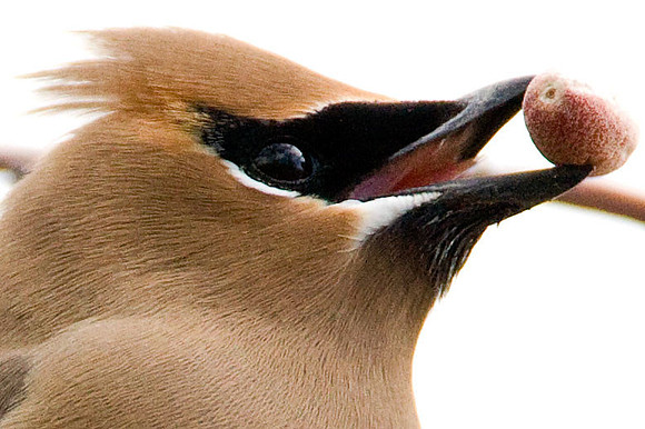 Cedar Waxwing (Bombycilla cedrorum)
