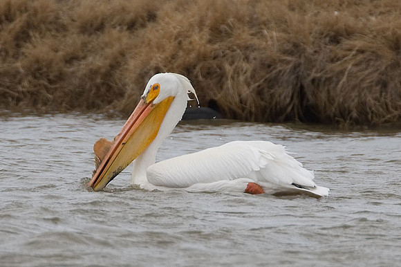 American White Pelican (Pelecanus erythrorhynchos)