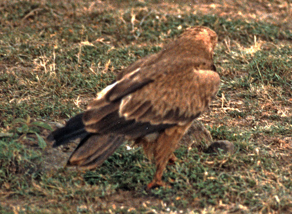 Tawny Eagle (Aquila rapax)