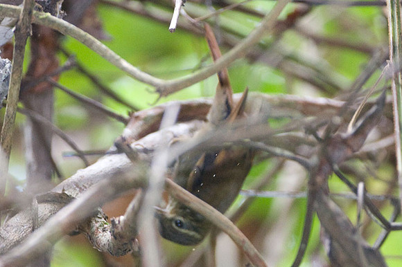 Plain Xenops (Xenops minutus)