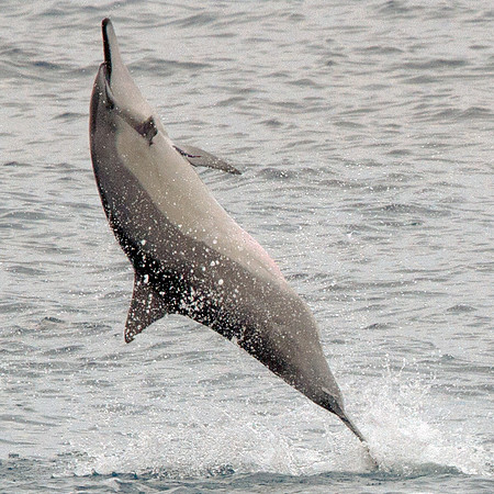 Spinner dolphin (Stenella longirostris)